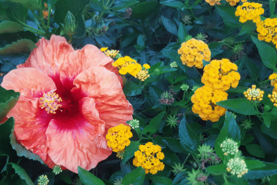Hibiscus flower in the midst of small yellow flowers