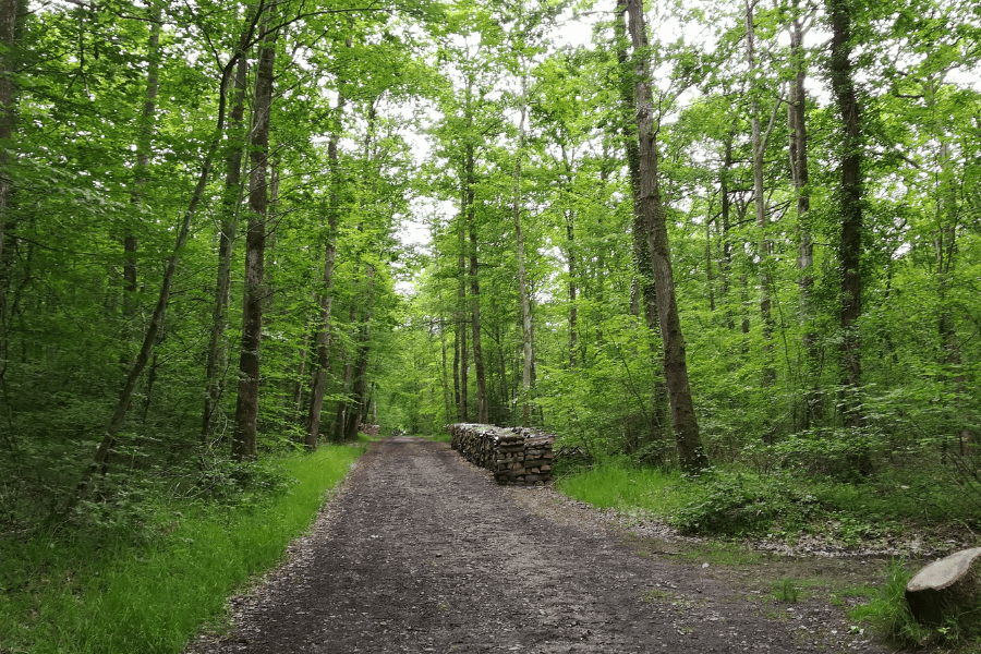 Forest in France - greenery